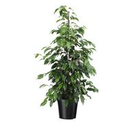 Ficus benjamina danielle xl