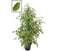 Ficus Benjamina Golden King 130-150 cm - Plante d'intérieur délicate, facile à entretenir, avec feuilles dorées, plante d'intérieur pour pièces à vivre