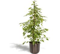 Ficus benjamina 'Golden King' - Plante d'intérieur d'env. 95cm de haut Ø21cm - Avec cache-pot Mayk Blei - Figuier de bouleau purificateur d'air avec feuilles panachées