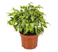Ficus Benjamina Kinky - Figuier pleureur - Plante d’intérieur - Dépolluante - H. 20-30 cm - P. 12 cm