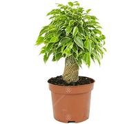 Ficus benjamina Panaché Kinky Figuier Pleureur Plante de Maison d'intérieur en Pot 14 cm
