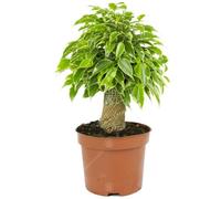 Ficus benjamina Panaché Kinky Figuier Pleureur Plante de Maison d'intérieur en Pot 14 cm