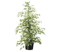 Ficus Benjamina Twilight - Pot 21cm - Hauteur 100-110cm