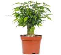 Ficus benjamina Vert Kinky Figuier Pleureur Plante de Maison d'intérieur en Pot 14 cm