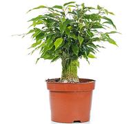 Ficus benjamina Vert Kinky Figuier Pleureur Plante de Maison d'intérieur en Pot 14 cm