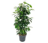 Ficus benjamini "Danielle" - 17cm pot