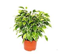 Ficus benjamini Kinky Buschige figue de bouleau - Ficus benjamini - Feuilles blanches multicolores - Pot de 12 cm