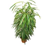 Ficus binendijkii "Alii" - figue bouleau à longues feuilles - colonne royale - pot de 17cm