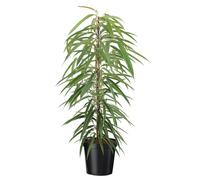 Ficus binnendiijkii alii xl