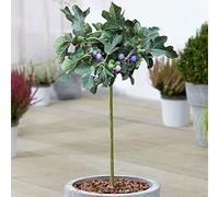 Ficus Brown Turkey | Figuier en pot à feuilles caduques pour petits jardins et bordures