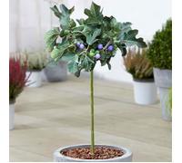 Ficus Brown Turkey | Figuier en pot à feuilles caduques pour petits jardins et bordures