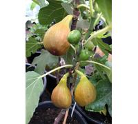 Ficus carica Bornholms diamant tige 100-120 cm - Figuier - Résistant au froid - Plante de jardin