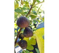 Ficus carica 'Brown Turkey' / Figuier 'Brown Turkey' / Conteneur de 1 à 1.9 litres/Fruitier