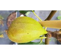 Ficus carica 'Goutte d'Or' / Figuier 'Goutte d'Or' / Conteneur de 2 à 2.9 litres