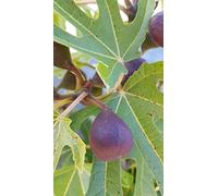 Ficus carica LITTLE MISS FIGGY® 'LMF01' / Figuier nain à fruit noir/Conteneur de 1 à 1.9 litres/Fruitier