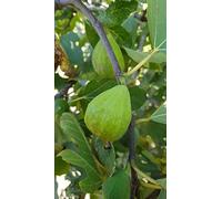 Ficus carica 'Madeleine Jaune' / Figuier 'Madeleine Des 2 Saisons' / Conteneur de 3 à 4 litres