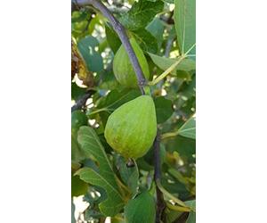 Ficus carica 'Madeleine Jaune' / Figuier 'Madeleine Des 2 Saisons' / Conteneur de 3 à 4 litres