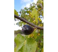 Ficus carica ' Noire de Caromb' / Figuier 'Noire de Caromb' / Conteneur de 3 à 4 litres/Arbuste Fruitier