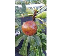 Ficus carica 'Précoce de Dalmatie' / Figuier 'Précoce de Dalmatie' / Conteneur de 2 à 2.9 litres