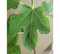 Ficus carica 'Terza' / Figuier 'Quinta' / Conteneur de 1 à 1.9 litres/Fruitier