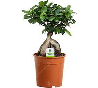 Ficus Ginseng - 1 plante - Maison/Bureau Arbuste d’intérieur en pot 12 cm