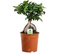 Ficus Ginseng - 1 plante - Maison Bureau Arbuste d’intérieur en pot 12 cm