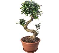 Ficus Ginseng Bonsaï, plante d'intérieur élégante, arbres exotiques pour votre maison.