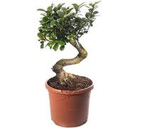 Ficus Ginseng Bonsaï, plante d'intérieur élégante, arbres exotiques pour votre maison.