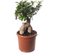 Ficus Ginseng Bonsaï, plante d'intérieur élégante, arbres exotiques pour votre maison.