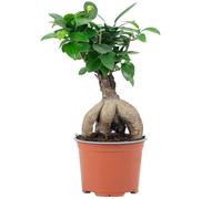 Ficus Ginseng - Figuier de Chine (hauteur env. 25 cm, diamètre du pot 12 cm)