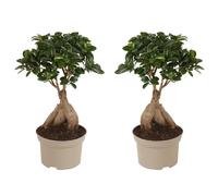 Ficus ginseng japanse bonsai - 2