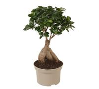 Ficus ginseng japanse bonsai
