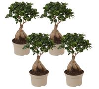 Ficus ginseng japanse bonsai - 4