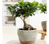 Ficus Ginseng Laurier d’Inde Bonsaï d’intérieur décoratif En pot 12 cm