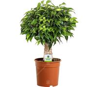 Ficus Green Kinky à Tige Claire - 1 Plante - Arbre Vivant d'intérieur en Pot pour Maison/Bureau