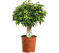 Ficus Green Kinky à Tige Sombre - 1 Plante - Arbre Vivant d'intérieur pour Maison - Bureau Pot 12 cm