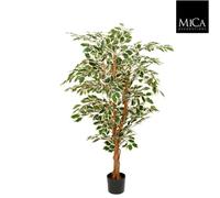 Ficus Hawaï multicolore 150cm, pot de fleur exclusif - Multicolore