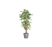 Ficus liane + pot rond gris anthracite