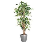 Ficus liane + pot rond gris anthracite Gris G