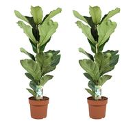 Ficus lyrata fiddle leaf plant - 2
