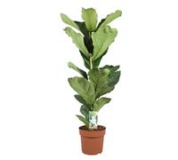 Ficus lyrata fiddle leaf plant
