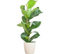 Ficus Lyrata - Figuier violoniste - Plante d'intérieur - ↕80 cm - Ø21cm + pot Viber Blanc