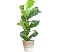 Ficus Lyrata - Figuier violoniste - Plante d'intérieur - ↕80cm - Ø21cm + panier Lisbonne Blanc