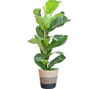 Ficus Lyrata - Figuier violoniste - Plante d'intérieur - ↕80cm - Ø21cm + panier Lisbonne Noir