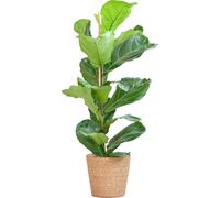 Ficus Lyrata - Figuier violoniste - Plante d'intérieur - ↕80cm - Ø21cm + panier Sofia nature