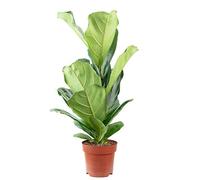 Ficus Lyrata - Hauteur : env. 65 cm - Diamètre de la casserole : 17 cm