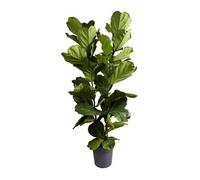 Ficus Lyrata - Plante à feuilles de violon - Plante d'intérieur XXL - H. 140-160 cm