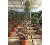 Ficus microcarpa 'compacta' 65 l 180-200 cm
