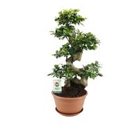 Ficus microcarpa Ginseng - 60-70cm - Ø27cm - Plante d'intérieur - Vert persistant