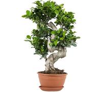 Ficus microcarpa 'Ginseng' en forme de S - Bonsaï - Plante d'intérieur - D22 cm - H60-70 cm
